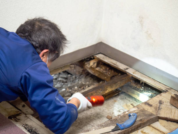 Best Commercial Mold Remediation in Richfield, MN