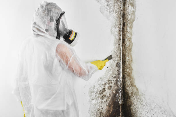 Best DIY Mold Remediation Support Services in Richfield, MN
