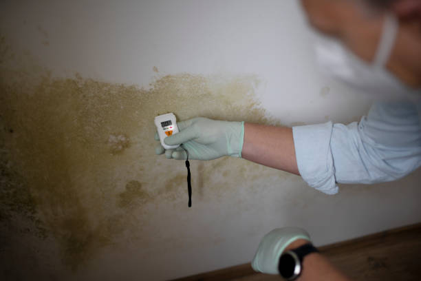 Best Post-Flood Mold Remediation in Richfield, MN