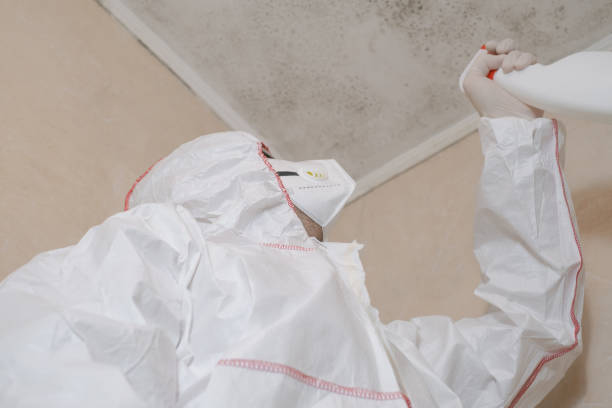 Best Attic Mold Remediation in Richfield, MN