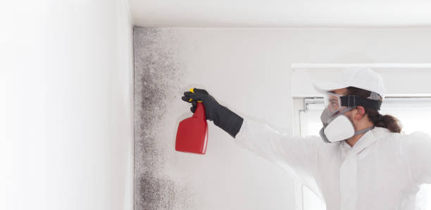 Best Kitchen Mold Remediation in Richfield, MN