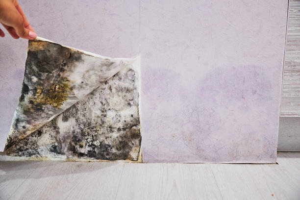 Best Bathroom Mold Remediation in Richfield, MN